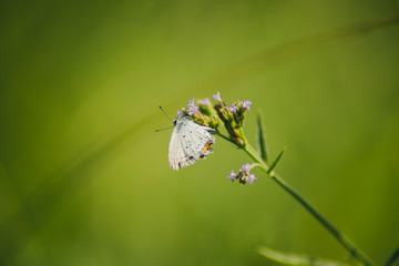 蝶と花
