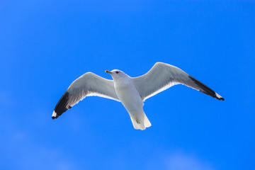 Mew Gull (Larus canus) flying against blue sky. (View from below)