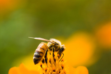 Focus on bee collecting nectar in the cosmos flowers
