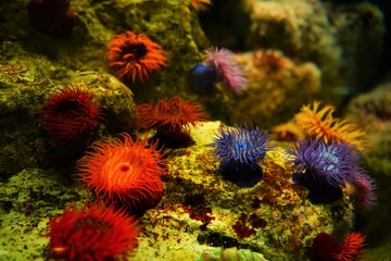 Fototapeta na wymiar Knobbly anemone, Bunodosoma capensis. False plum anemone, Pseudactinia flagellifera. Aquarium, Tokyo, Japan.