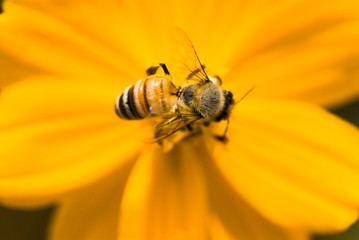 Focus on bee collecting nectar in the cosmos flowers