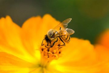 Focus on bee collecting nectar in the cosmos flowers