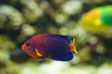 Orange and blue beautiful fish. Aquarium, Tokyo, Japan.