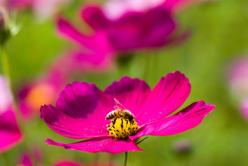 Close-up cosmos flowers with the bee, in the outdoor garden.