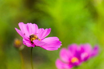 Close-up cosmos flowers with the bee, in the outdoor garden.