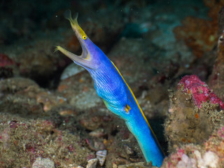 Blue Ribbon eel leaning out of its burrow (Mergui, Myanmar)