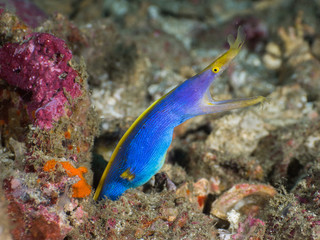 Blue Ribbon eel leaning out of its burrow (Mergui, Myanmar)