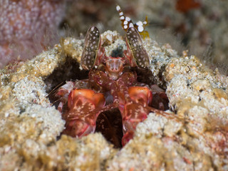 Lisa's mantis shrimp lurking in its burrow