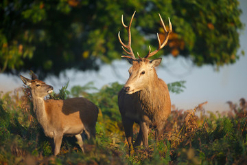 Red deer stag with a hind during rutting season