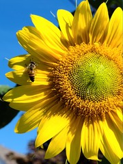 Naklejka premium sunflower and bee