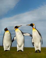 Fototapeta na wymiar Three King penguins during mating season