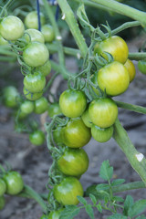 green tomatoes in the garden