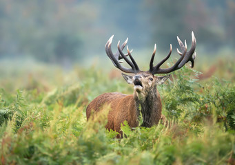 Red deer stag calling in a field of ferns