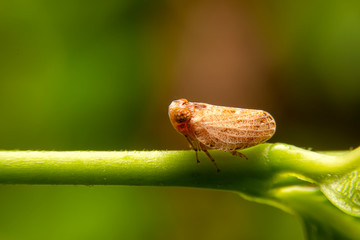 Close up of the Brown planthopper on green leaf in the garden. the  Nilaparvata lugens (Stal) on green brunch.