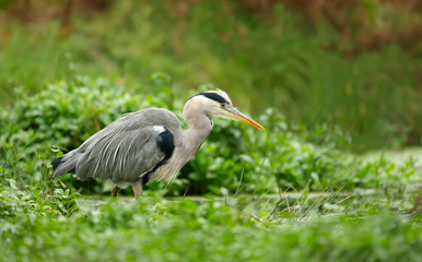 Close-up of a grey heron fishing in a pond