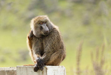 Close up of an olive baboon sitting on a concrete post