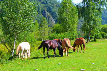 A herd of red and brown horses graze in nature. Animals on free pasture eat green grass. Beautiful scenery.