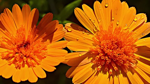 flowers of the medicinal plant calendula in the garden and insects that fly from flower to flower.