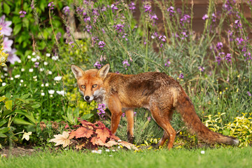 Naklejka na ściany i meble Red fox standing on green grass among flowers in the garden