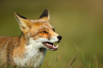 Close up of a red fox against green background