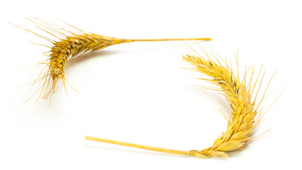 Wheat isolated. Whole, barley, harvest wheat sprouts. Wheat grain ear or rye spike plant isolated...