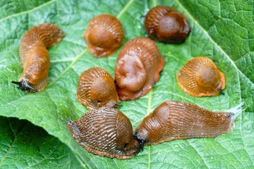 Lots of Spanish slug (arion vulgaris) on the green leaves in the garden. Closeup of garden slug (arion rufus). Invasive animal species