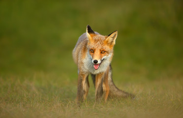 Close up of a playful Red fox standing on grass