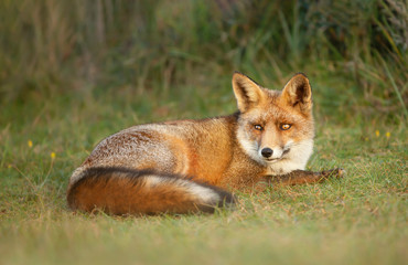 Naklejka na ściany i meble Close up of a red fox lying on grass