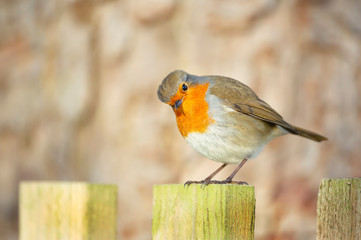 Close up of a garden bird European Robin perched on the post