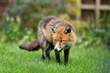 Close up of a red fox standing on grass