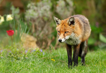 Red fox standing on grass in the garden