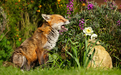 Close up of a red fox yawning