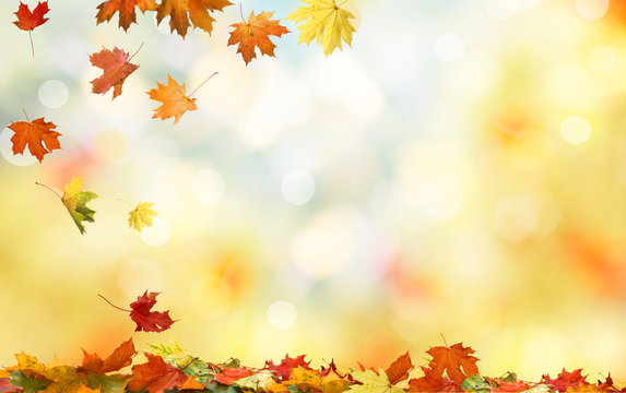 .Colorful fall foliage. Falling autumn maple leaves natural background 