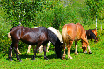 Naklejka na ściany i meble A herd of red, white, and brown horses graze in nature. Animals on free pasture eat green grass.