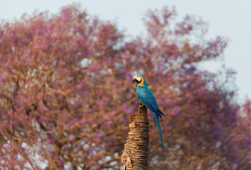 Blue-and-yellow macaw perched in a palm tree against Jacarandas tree