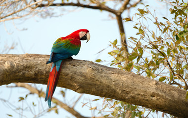 Red-and-green macaw perched on a tree branch