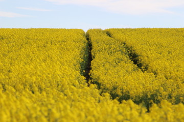 Droga przez pole kwitnącego żółtego rzepaku