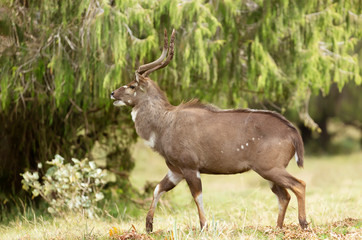 Close up of a Mountain Nyala walking in the grassland
