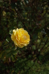Light Yellow Flower of Rose 'Golden Flash' in Full Bloom
