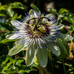 Passiflora