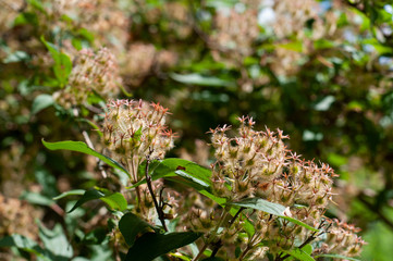 close-up of hairy wilted flowers of a weigela