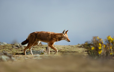 Rare and endangered Ethiopian wolf in the mountains
