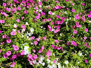 pink and white flowers