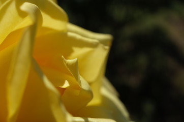 Yellow Flower of Rose 'Golden Heart' in Full Bloom
