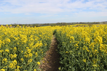 Ścieżka przez pole kwitnącego żółtego rzepaku