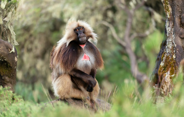 Close up of male Gelada monkey