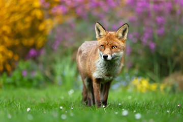 Red fox standing on green grass against blooming flowers
