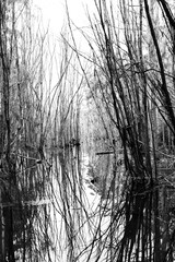 Black and White Trees