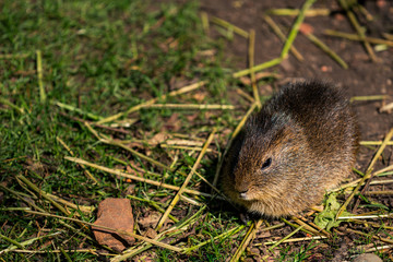A brown greater guinea pig (cavia magna) enjoying some grass and reed stems in the sun