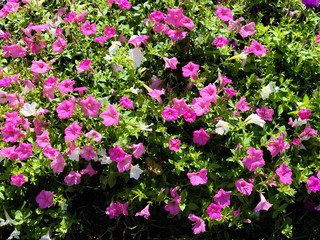 Fototapeta premium pink and white flowers